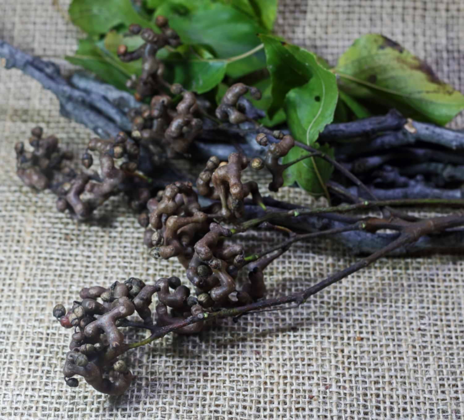 Japanese Raisin