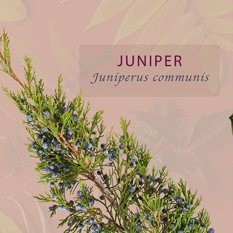 Juniper