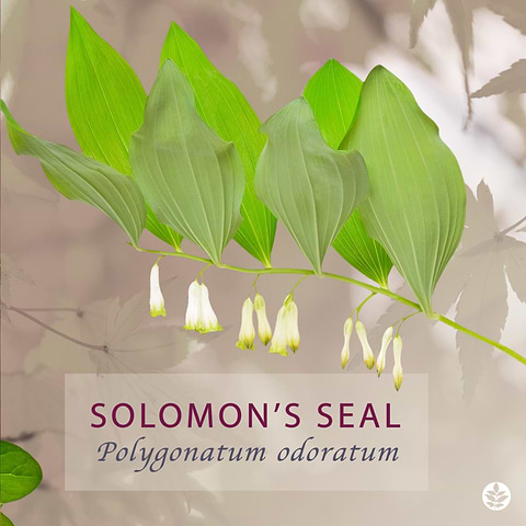 Solomon's Seal