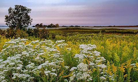 Boneset