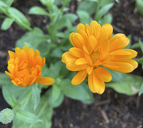 Calendula Flower