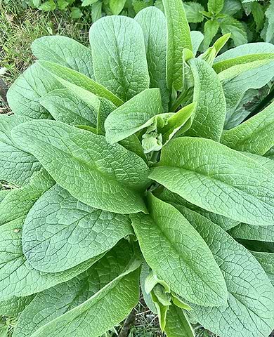 Comfrey Leaf