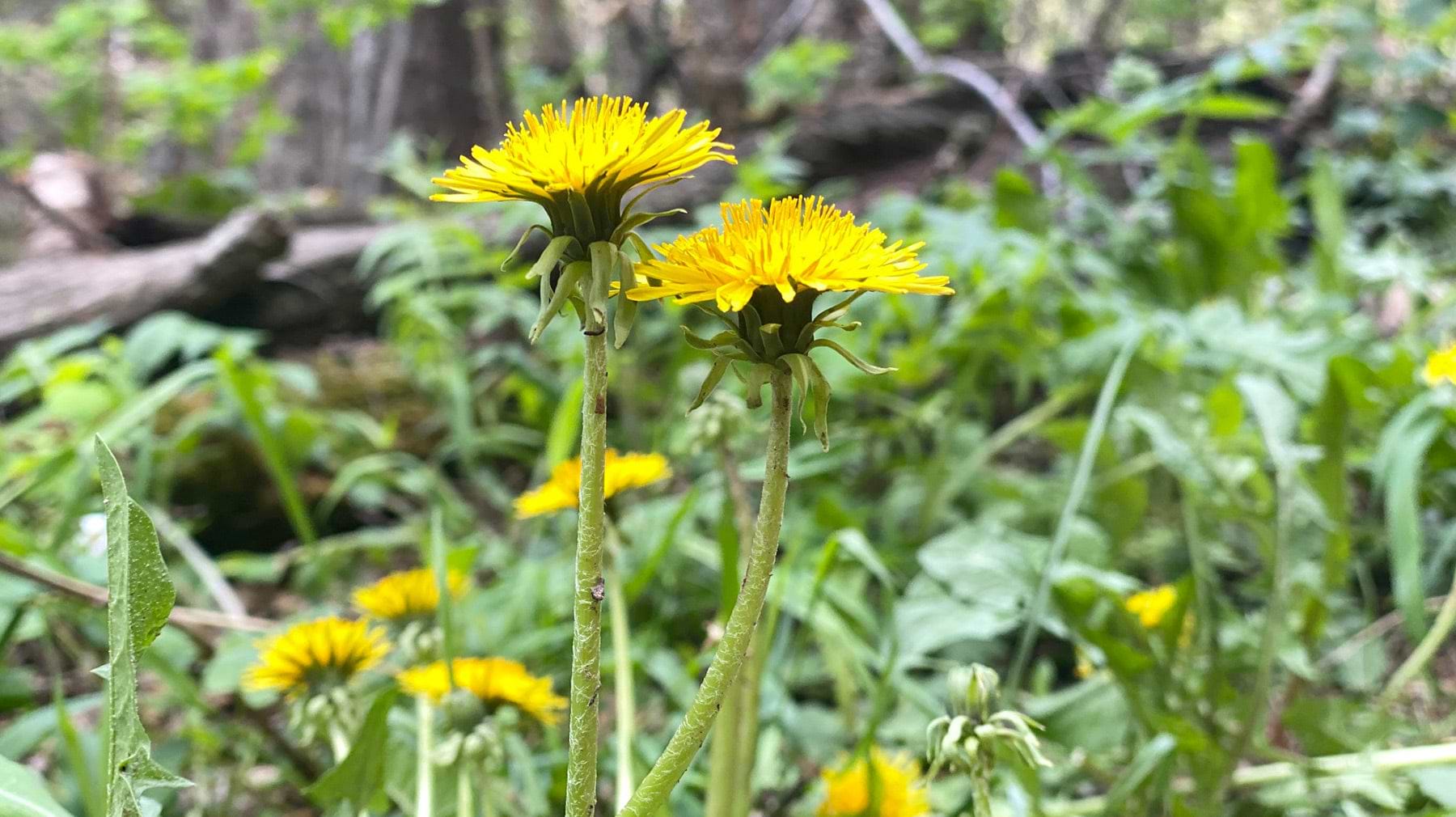 Dandelions