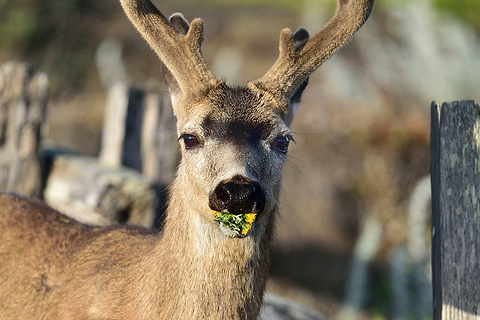 Deer with Yarrow