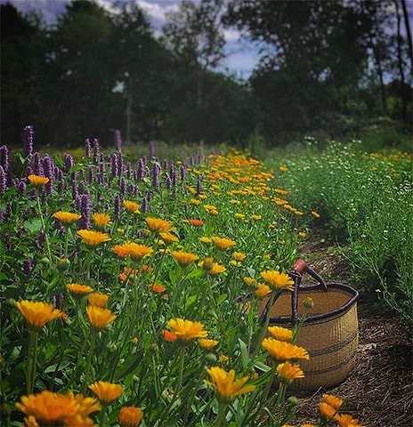 Herbal Revolution Farm in Maine