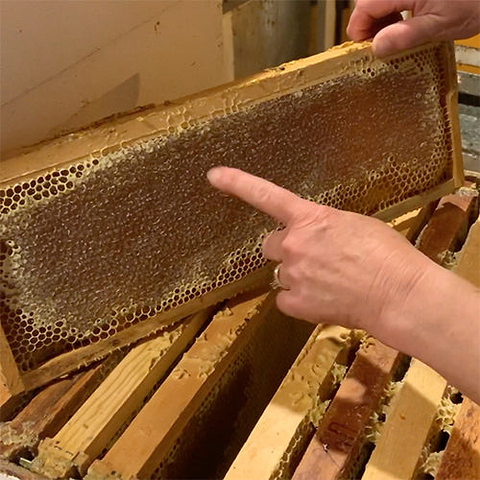 Honeycomb at Bee Squared Apiaries in Berthoud, Colorado