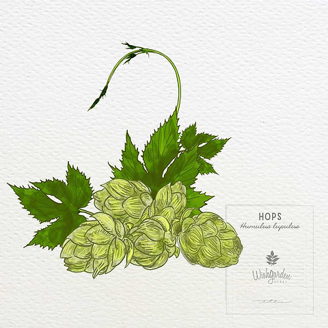Hops (Humulus lupulus) watercolor