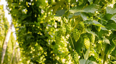 hops