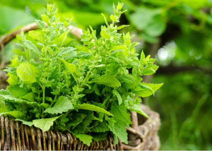 Lemon Balm