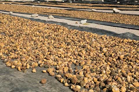 Maca Drying
