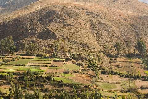 Maca Farms in Peru