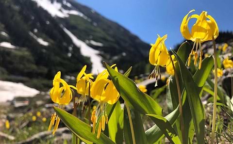 Glacier Lilies on a mountain in Gothic, Colorado