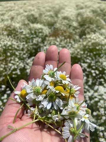 Organic Chamomile. Smells so sweet!