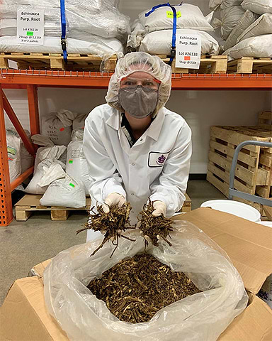 Milled Osha Root
