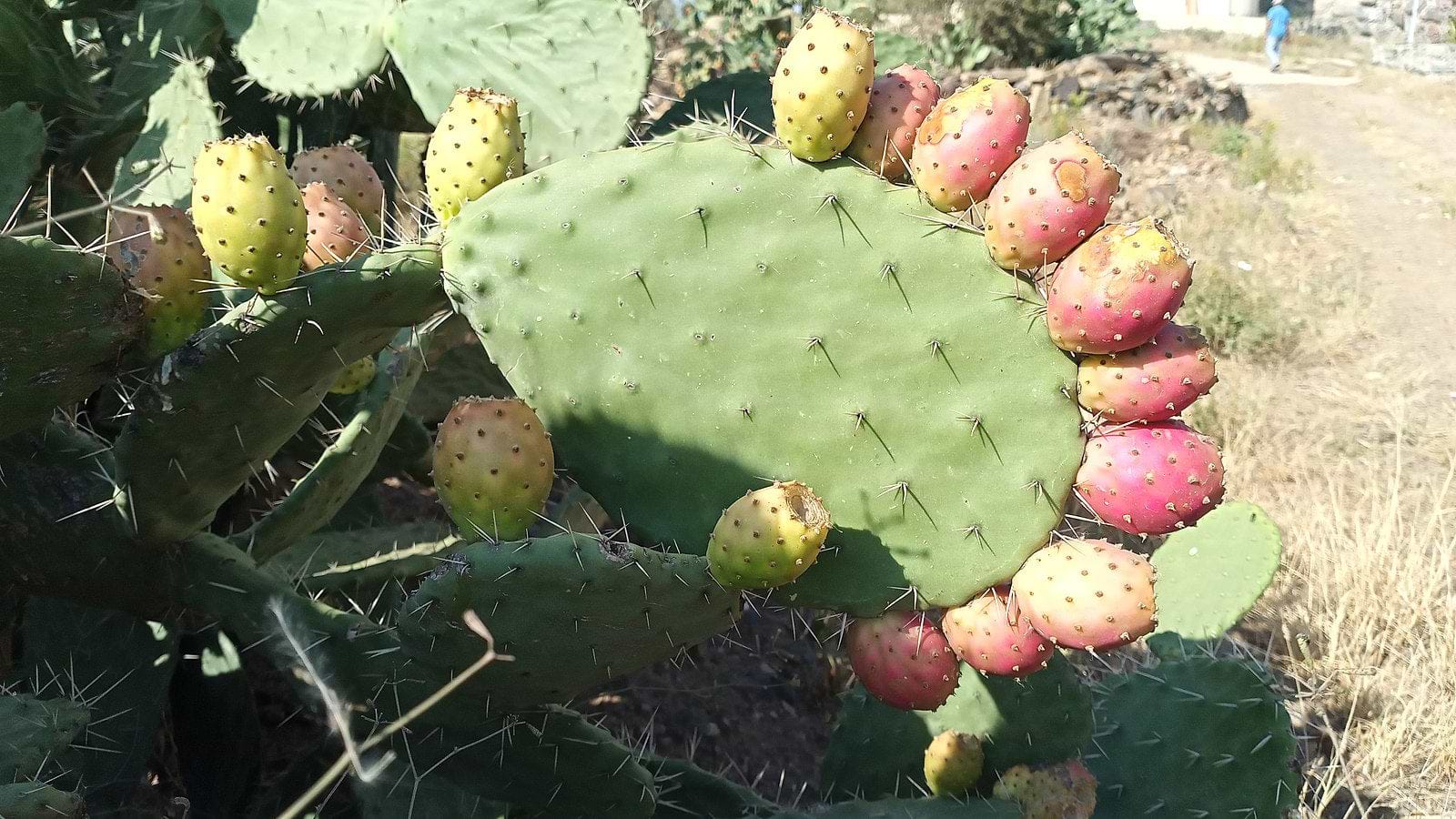 Prickly Pear fruit