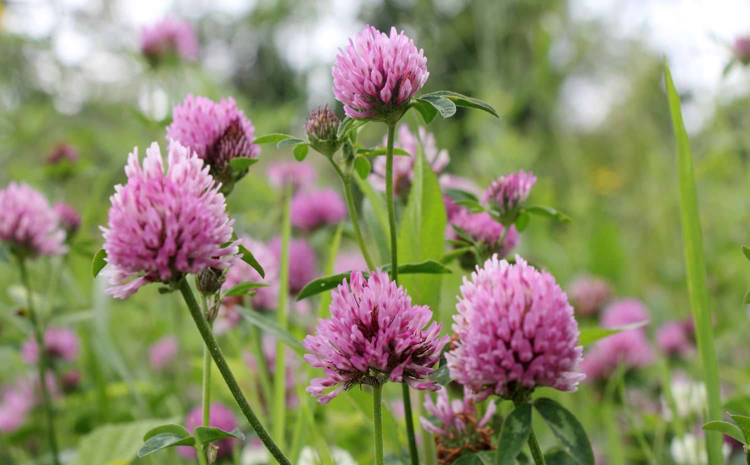 Red Clover