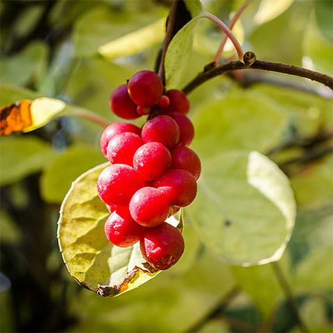 Schisandra Berries