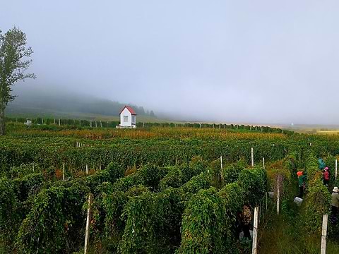 Schisandra Farm in China.