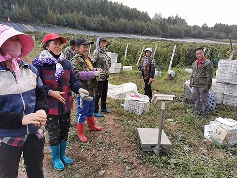 Schisandra Farmers in China.