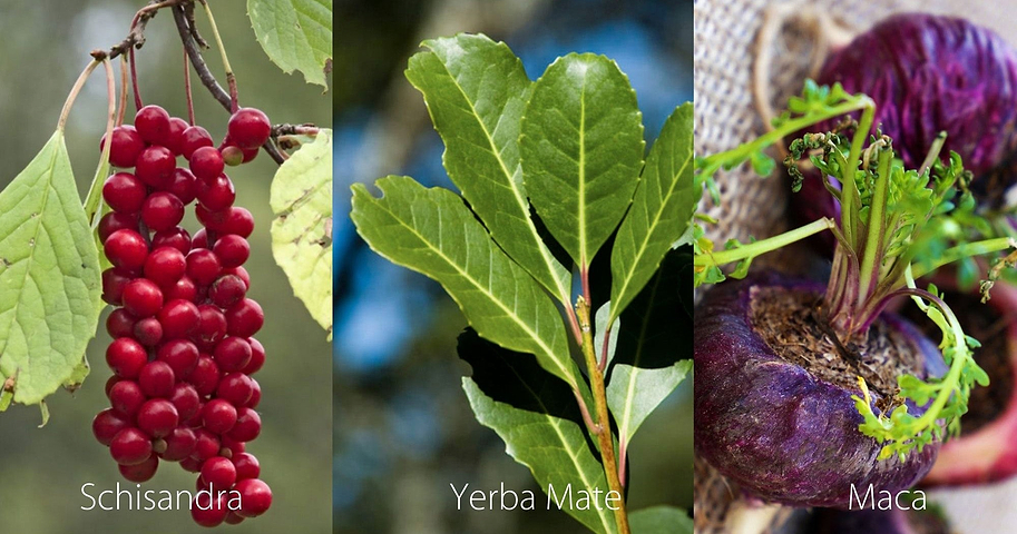 Schisandra Yerba Mate and Maca Herbs
