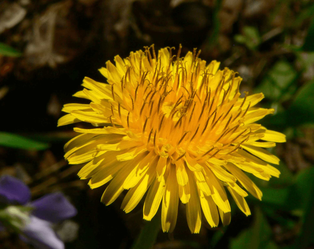 Dandelion
