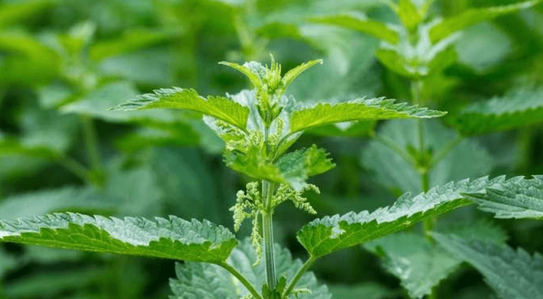 Nettles