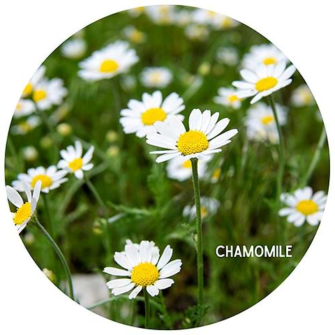 Chamomile