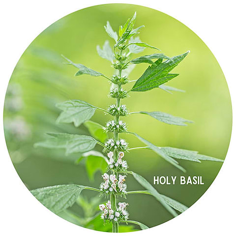 Holy Basil