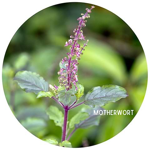 Motherwort