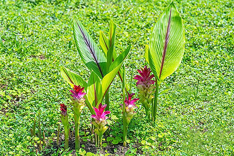 Turmeric plant and flower