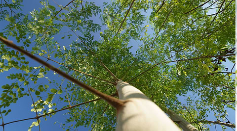 moringa