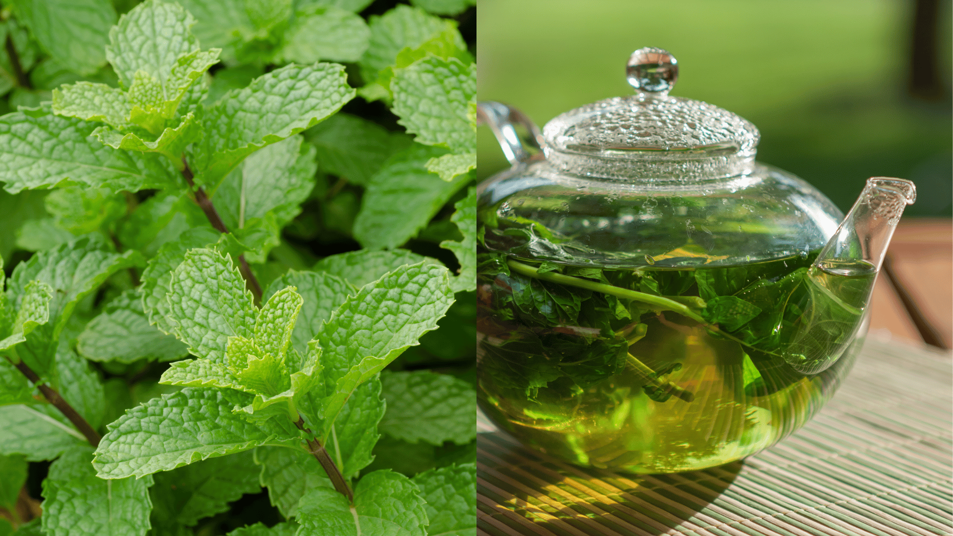 Peppermint Tea