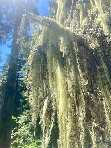 Tree with Usnea Lichen