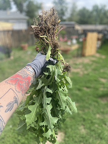 Wild Lettuce