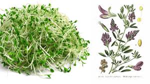 Alfalfa