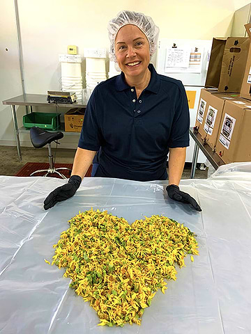 Arnica herb