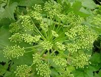 Angelica Flower