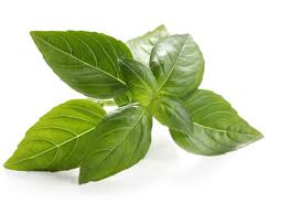 basil leaf