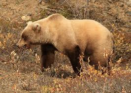 Brown bear