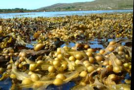 Bladderwrack