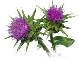 Blessed Thistle
