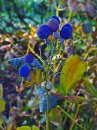 Blue Cohosh