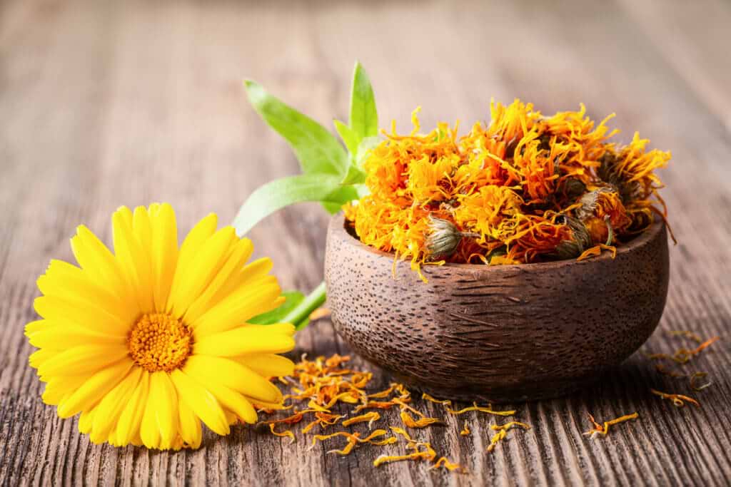 Calendula flower