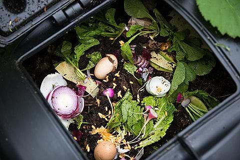 compost bin