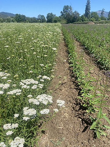Contracted Yarrow and Blue Vervain