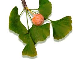 Gingko Nut