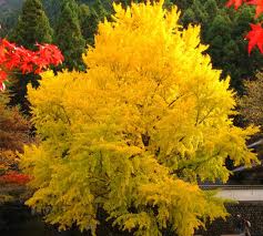 Gingko Tree