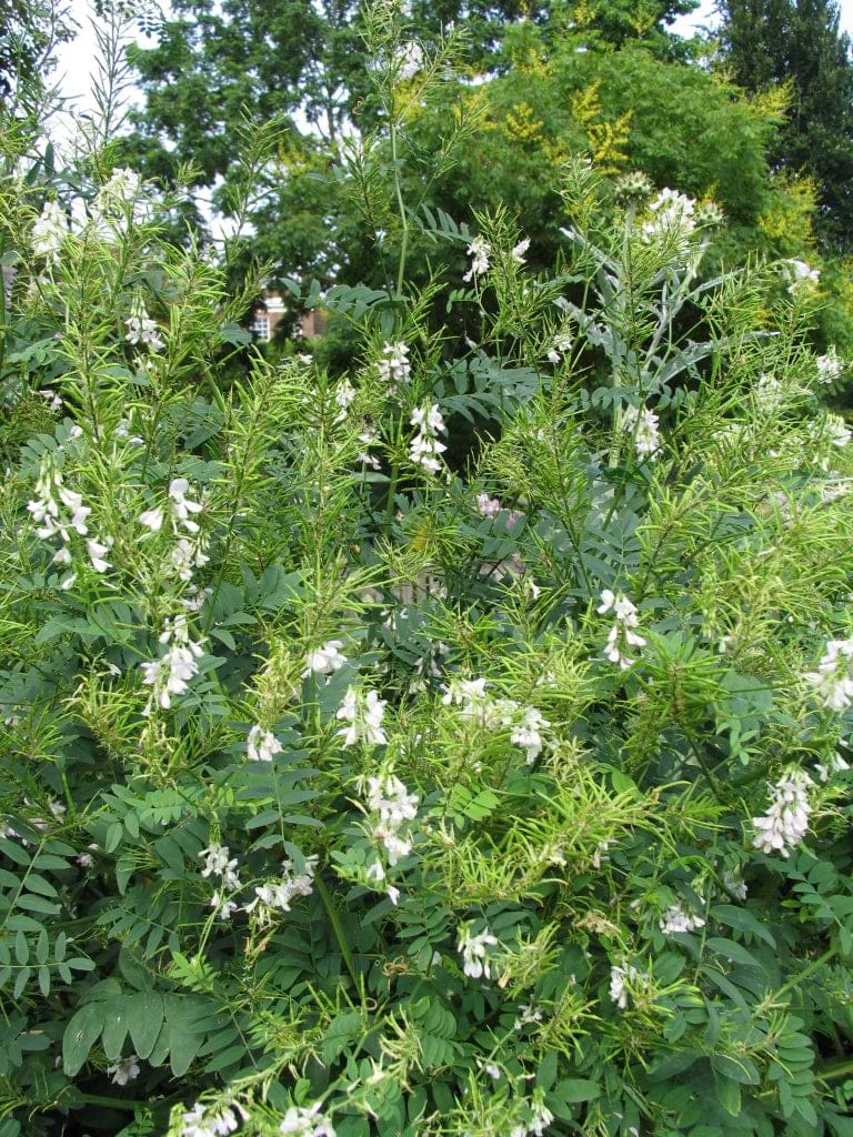 Goat's Rue