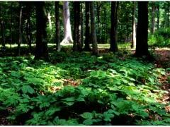 Goldenseal
