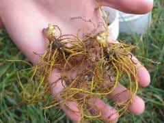 Goldenseal